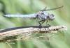 Orthetrum brunneum